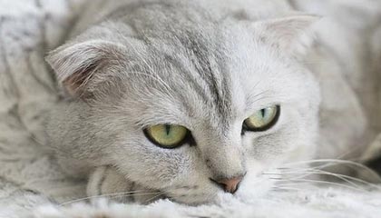 大丰伴游，定制QQ：3494206190微信：act1322